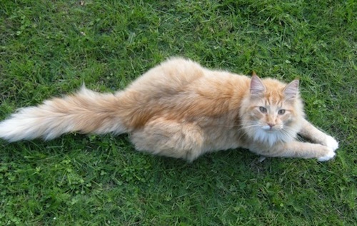 Photo of Copernicus stretched out on a green lawn nearby