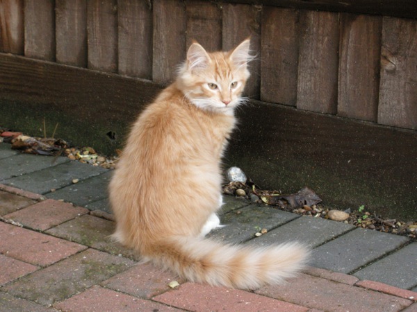 Photo of Copernicus in our back garden