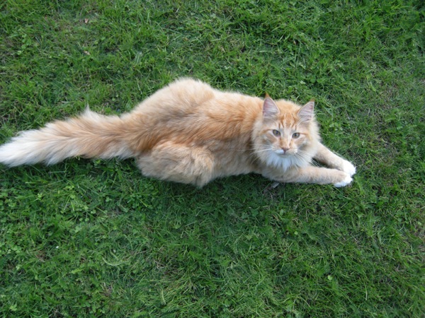 Photo of Copernicus posing on the grass