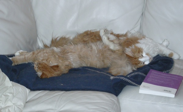 Photo of Copernicus and Galileo sprawled on the couch together