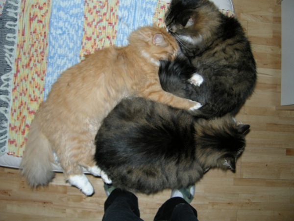 Photo of Copernicus cuddled with Kitty 1 and Kitty 2