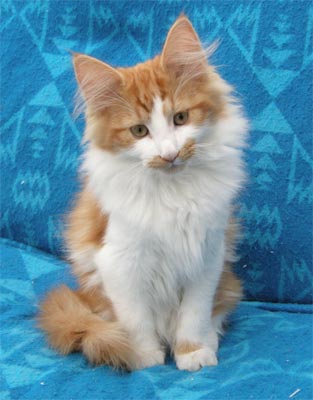 Photo of Kitty Galileo